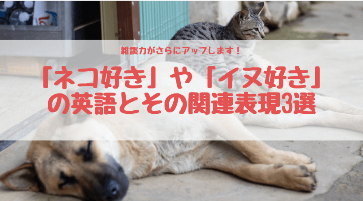 ネコ好き や イヌ好き の英語とその関連表現3選 Ryo英会話ジム
